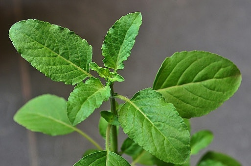Go for Van Tulsi if You Want To Boost Endurance and Strengthen Immunity