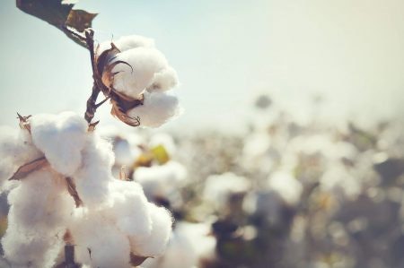 Breathable Cotton for Hot and Humid Regions