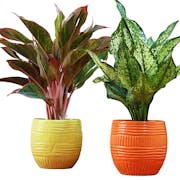 10 Best Pots for Plants in India 2021 (Ecofynd, Ugaoo, and more)